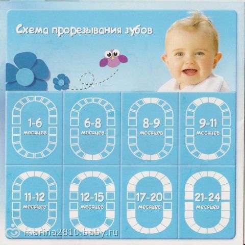 Календарь прорезывания зубов у детей картинка Календарь прорезывания зубов у детей картинка