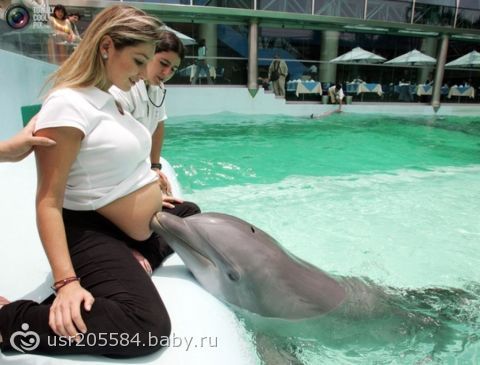 Фото беременные и дельфины