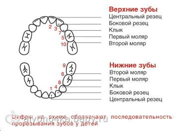 Что такое моляры? Зуб 43 Что такое моляры? Зуб 27