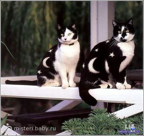 киски прикольные